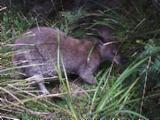 Wallaby's Lunch